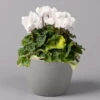 Alpenveilchen, Weiß, Topf-Ø 10,5 Cm, Höhe Ca. 23 Cm, 6er-Set -Pflanzen Geschäft 0210600490 Cyclamen Mix T10 weiss 6er Set 1 115229