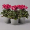 Alpenveilchen, Rot, Gefranst, Topf-Ø 10,5 Cm, Höhe Ca. 23 Cm, 6er-Set -Pflanzen Geschäft 0210600496 Cyclamen Merengue rot 10cm 3er Set 1 115538
