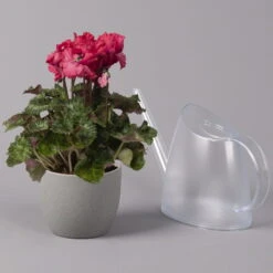 Alpenveilchen, Rot, Gefranst, Topf-Ø 10,5 Cm, Höhe Ca. 23 Cm, 6er-Set -Pflanzen Geschäft 0210600496 Cyclamen Merengue rot 10cm 3er Set 2 115541