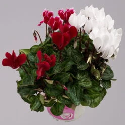 Alpenveilchen-Trio, Zufällige Farben, Topf-Ø 13 Cm, Höhe Ca. 30 Cm, 3er-Set -Pflanzen Geschäft 0210600498 Cyclamen persicum Trio 3er Set 13 117603