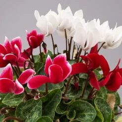 Alpenveilchen-Trio, Zufällige Farben, Topf-Ø 13 Cm, Höhe Ca. 30 Cm, 3er-Set -Pflanzen Geschäft 0210600498 Cyclamen persicum Trio 3er Set 17 117602