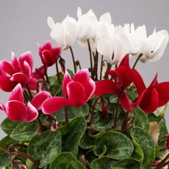 Alpenveilchen-Trio, Zufällige Farben, Topf-Ø 13 Cm, Höhe Ca. 30 Cm, 3er-Set -Pflanzen Geschäft 0210600498 Cyclamen persicum Trio 3er Set 18 117597