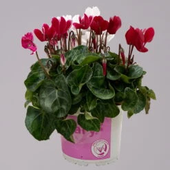 Alpenveilchen-Trio, Zufällige Farben, Topf-Ø 13 Cm, Höhe Ca. 30 Cm, 3er-Set -Pflanzen Geschäft 0210600498 Cyclamen persicum Trio 3er Set 2 117599
