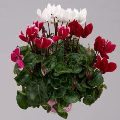 Alpenveilchen-Trio, Zufällige Farben, Topf-Ø 13 Cm, Höhe Ca. 30 Cm, 3er-Set -Pflanzen Geschäft 0210600498 Cyclamen persicum Trio 3er Set 4 117598