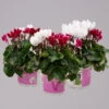 Alpenveilchen-Trio, Zufällige Farben, Topf-Ø 13 Cm, Höhe Ca. 30 Cm, 3er-Set -Pflanzen Geschäft 0210600498 Cyclamen persicum Trio 3er Set 5 1 117596