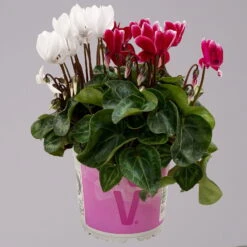 Alpenveilchen-Trio, Zufällige Farben, Topf-Ø 13 Cm, Höhe Ca. 30 Cm, 3er-Set -Pflanzen Geschäft 0210600498 Cyclamen persicum Trio 3er Set 5 117600