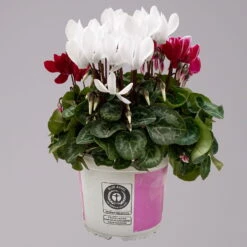 Alpenveilchen-Trio, Zufällige Farben, Topf-Ø 13 Cm, Höhe Ca. 30 Cm, 3er-Set -Pflanzen Geschäft 0210600498 Cyclamen persicum Trio 3er Set 8 117601