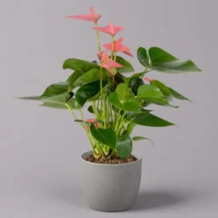 Flamingoblume 'Pink Champion', Topf-Ø 12 Cm, Höhe Ca. 35 Cm -Pflanzen Geschäft 0210650281 Anthurium Andreanum Pink Champion 12cm 1 114742