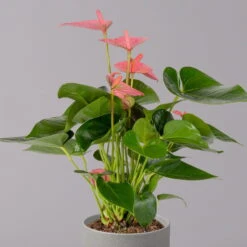 Flamingoblume 'Pink Champion', Pink, Topf-Ø 12 Cm, Höhe Ca. 35 Cm, -Pflanzen Geschäft 0210650281 Anthurium Andreanum Pink Champion 12cm 2 114743 1
