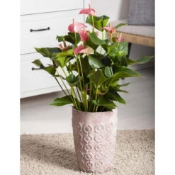 Flamingoblume 'Pink Champion', Pink, Topf-Ø 12 Cm, Höhe Ca. 35 Cm, -Pflanzen Geschäft 0210650281 Anthurium Andreanum Pink Champion