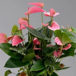 Flamingoblume 'Pink Champion', Pink, Topf-Ø 21 Cm, Höhe Ca. 65 Cm 12 Flamingoblume 'Pink Champion', Pink, Topf-Ø 21 Cm, Höhe Ca. 65 Cm -Pflanzen Geschäft 0210650450 Anthurium andrPink Champion T21 H65 4 126765