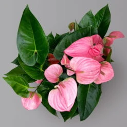 Flamingoblume 'Pink Champion', Pink, Topf-Ø 21 Cm, Höhe Ca. 65 Cm 13 Flamingoblume 'Pink Champion', Pink, Topf-Ø 21 Cm, Höhe Ca. 65 Cm -Pflanzen Geschäft 0210650450 Anthurium andrPink Champion T21 H65 5 126764
