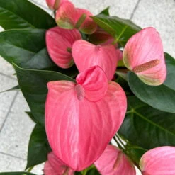 Flamingoblume 'Pink Champion', Pink, Topf-Ø 21 Cm, Höhe Ca. 65 Cm 15 Flamingoblume 'Pink Champion', Pink, Topf-Ø 21 Cm, Höhe Ca. 65 Cm -Pflanzen Geschäft 0210650450 Anthurium andrPink Champion T21 H65 6 126746