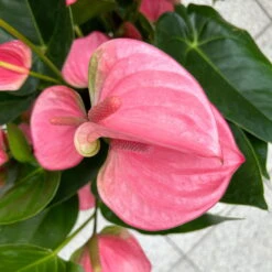 Flamingoblume 'Pink Champion', Pink, Topf-Ø 21 Cm, Höhe Ca. 65 Cm 14 Flamingoblume 'Pink Champion', Pink, Topf-Ø 21 Cm, Höhe Ca. 65 Cm -Pflanzen Geschäft 0210650450 Anthurium andrPink Champion T21 H65 7 126745