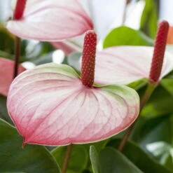 Pflanzen Geschäft -Pflanzen Geschäft 0210650467 Anthurium Andreanum Princess Amalia Elegance
