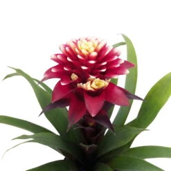 Guzmania 'Francesca', Lila-weiß, Topf-Ø 12 Cm, Mit Korb Maki, Höhe Ca. 40 Cm -Pflanzen Geschäft 0210750705 Guzmania Francesca im Dekokorb