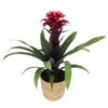 Guzmania 'Francesca', Lila-weiß, Topf-Ø 12 Cm, Mit Korb Maki, Höhe Ca. 40 Cm -Pflanzen Geschäft 0210750705 Guzmania Francesca im Dekokorb 1