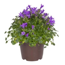 Glockenblume 'Get Mee'®, Blau, Topf-Ø 10,5 Cm, Höhe Ca. 15 Cm, 6er-Set -Pflanzen Geschäft 0210800017 Campanula Get Mee blau 10 5cm Topf 2