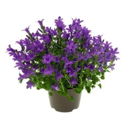 Glockenblume 'Get Mee'®, Blau, Topf-Ø 10,5 Cm, Höhe Ca. 15 Cm, 6er-Set -Pflanzen Geschäft 0210800017 Campanula Get mee blau 10 5cm1