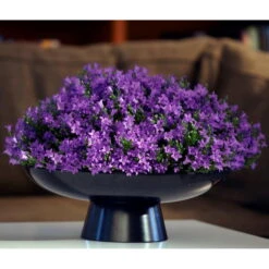 Glockenblume 'Get Mee'®, Blau, Topf-Ø 10,5 Cm, Höhe Ca. 15 Cm, 6er-Set -Pflanzen Geschäft 0210800017 Campanula Get mee blau 10 5cm2