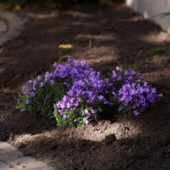 Glockenblume 'Get Mee'®, Blau, Topf-Ø 10,5 Cm, Höhe Ca. 15 Cm, 6er-Set -Pflanzen Geschäft 0210800017 Campanula Get mee blau 10 5cm3