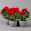 Elatior-Begonie, Topf-Ø 14 Cm, Rot, Höhe Ca. 20-27 Cm, 4er-Set -Pflanzen Geschäft 0210900297 Begonia Elatior rot 12