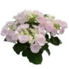 Hortensie Hovaria® 'Hobella', Rosa, Topf-Ø 14 Cm, Höhe Ca. 35 Cm -Pflanzen Geschäft 0211200054 Hydrangea Hovaria Hobella Rosa 2