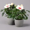Hibiskus, Weiß, Topf-Ø 13 Cm, Höhe Ca. 35 Cm, 2er-Set 2 Hibiskus, Weiß, Topf-Ø 13 Cm, Höhe Ca. 35 Cm, 2er-Set -Pflanzen Geschäft 0213100220 Hibiscus ohne Topf weiss 2er Set 1