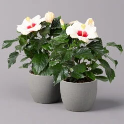 Hibiskus, Weiß, Topf-Ø 13 Cm, Höhe Ca. 35 Cm, 2er-Set