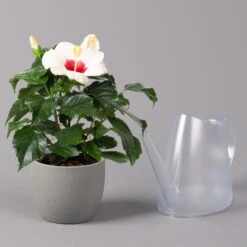 Hibiskus, Weiß, Topf-Ø 13 Cm, Höhe Ca. 35 Cm, 2er-Set -Pflanzen Geschäft 0213100220 Hibiscus ohne Topf weiss 2er Set 4