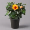 Hibiskus, Graff® 'Petit Orange', Mit Keramiktopf Dallas Anthrazit, Topf-Ø 13 Cm -Pflanzen Geschäft 0213100228 Hibiscus Petit Orange mit Topf Dallas anthrazit 1