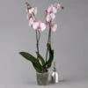 Phalaenopsis Hellrosa, 2 Rispen, Topf-Ø 12 Cm, Höhe Ca. 65 Cm