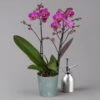 Phalaenopsis Lila, 2 Rispen, Topf-Ø 12 Cm, Höhe Ca. 50 Cm -Pflanzen Geschäft 0215170671 phalaenopsis multi lila 1 122940