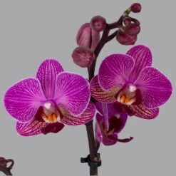 Phalaenopsis Lila, 2 Rispen, Topf-Ø 12 Cm, Höhe Ca. 50 Cm -Pflanzen Geschäft 0215170800 phalaenopsis multi lila 2 122701