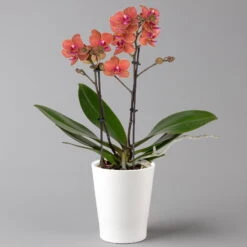 Schmetterlingsorchidee, Inkl. Keramiktopf, Orange, Topf-Ø 12 Cm, Höhe Ca. 50 Cm