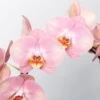 Schmetterlingsorchidee, Pink, Bogen, Topf-Ø 12 Cm, Höhe Ca. 45 Cm -Pflanzen Geschäft 0215250519 Phalaenopsis Moon rosa T12 2 117183