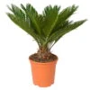 Palmfarn, Topf-Ø 21 Cm, Höhe Ca. 50-70 Cm -Pflanzen Geschäft 0220100590 Cycas Revoluta 20cm