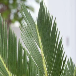 Palmfarn, Topf-Ø 21 Cm, Höhe Ca. 50-70 Cm -Pflanzen Geschäft 0220100596 Cycas Revoluta