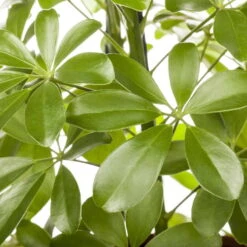 Schefflera Arboricola 'Nora', Topf-Ø 21 Cm, Höhe Ca. 55 Cm -Pflanzen Geschäft 0220106951 Schefflera arbor Nora