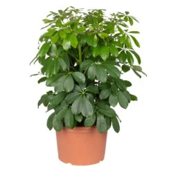 Schefflera Arboricola 'Nora', Topf-Ø 21 Cm, Höhe Ca. 55 Cm -Pflanzen Geschäft 0220106951 Schefflera arbor Nora 3er Tuff 21cm T H 55cm