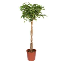 Schefflera Arboricola 'Compacta', Topf-Ø 30 Cm, Höhe Ca. 150 Cm