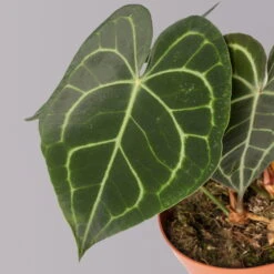 Anthurium Clarinervium, Topf-Ø 15 Cm, Höhe Ca. 40 Cm -Pflanzen Geschäft 0220108197 Anthurium clarinervium T15 2 120789