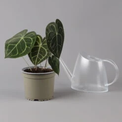 Anthurium Clarinervium, Topf-Ø 15 Cm, Höhe Ca. 40 Cm