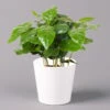 Kaffeestrauch Mit Keramiktopf Dallas Weiß, Topf-Ø 12cm, Höhe Ca. 25 Cm -Pflanzen Geschäft 0220108255 Coffea arabica Dallas weiss 12