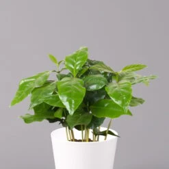 Kaffeestrauch Mit Keramiktopf Dallas Weiß, Topf-Ø 12cm, Höhe Ca. 25 Cm -Pflanzen Geschäft 0220108255 Coffea arabica Dallas weiss 22