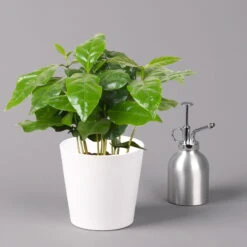 Kaffeestrauch Mit Keramiktopf Dallas Weiß, Topf-Ø 12cm, Höhe Ca. 25 Cm -Pflanzen Geschäft 0220108255 Coffea arabica Dallas weiss 32