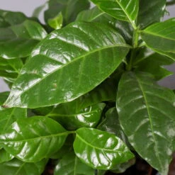 Kaffeestrauch Mit Keramiktopf Dallas Weiß, Topf-Ø 12cm, Höhe Ca. 25 Cm -Pflanzen Geschäft 0220108255 Coffea arabica Dallas weiss 42