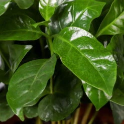 Kaffeestrauch Mit Keramiktopf Dallas Weiß, Topf-Ø 12cm, Höhe Ca. 25 Cm -Pflanzen Geschäft 0220108255 Coffea arabica Dallas weiss 52