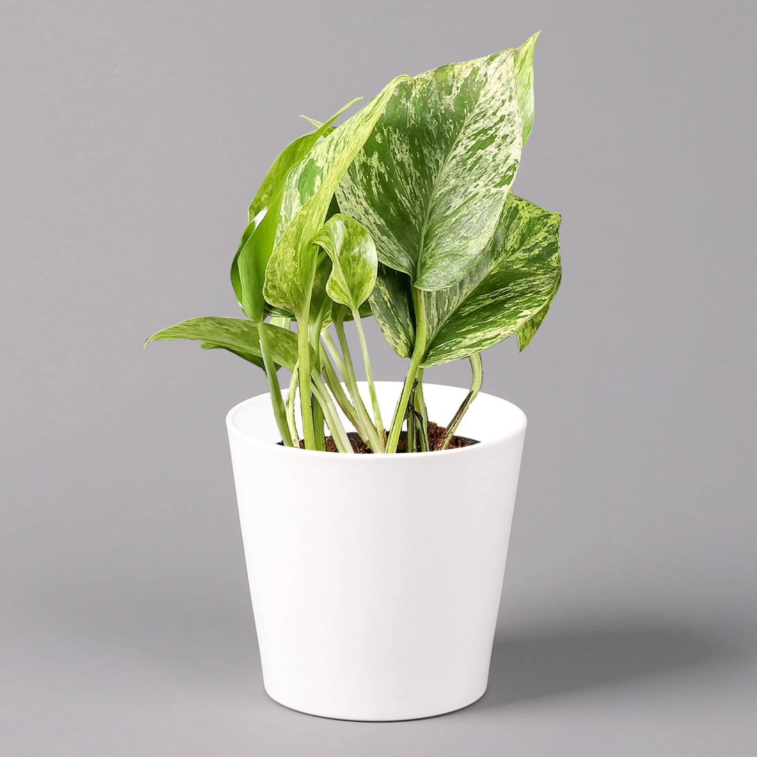 Efeutute 'Marble Queen' Inkl. Topf Weiß, Topf-Ø 12 Cm, Höhe Ca. 15 Cm, 2er-Set 4 Efeutute 'Marble Queen' Inkl. Topf Weiß, Topf-Ø 12 Cm, Höhe Ca. 15 Cm, 2er-Set – Bild 2