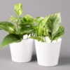 Efeutute 'Marble Queen' Inkl. Topf Weiß, Topf-Ø 12 Cm, Höhe Ca. 15 Cm, 2er-Set -Pflanzen Geschäft 0220108256 Epipr Marble Queen Topf Dallas weiss 2er Set